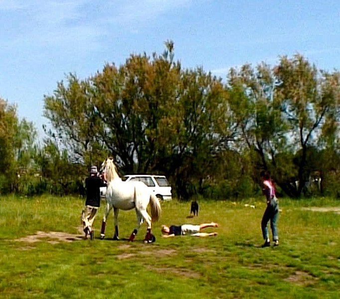 Sadie falls off a horse