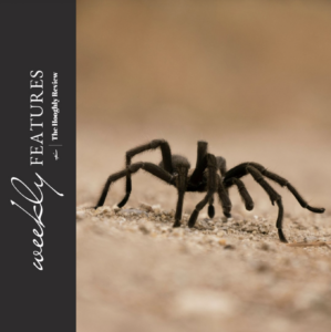 Toilet Spider in The Hooghly Review